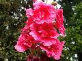 Hollyhock / Alcea rosea